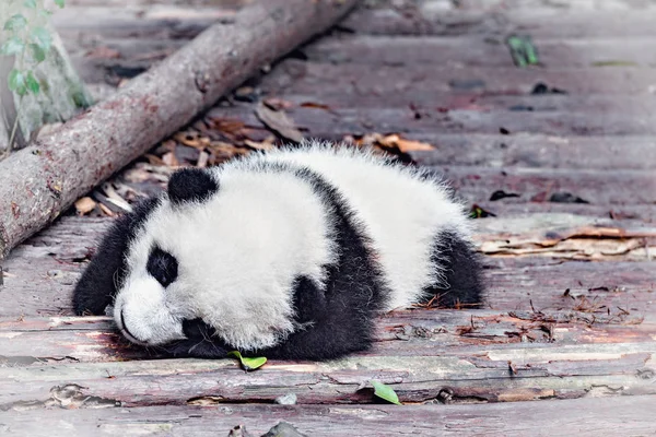 Baby des Großen Pandas. — Stockfoto