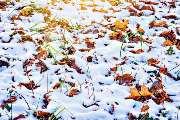 Autumn klonowe listowie pod śniegiem. — Zdjęcie stockowe