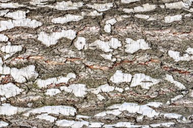 Huş ağacı kabuğu dokusu.