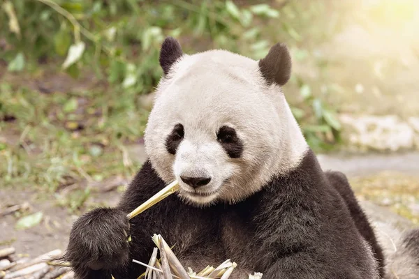 Riesenpanda frisst Bambus. — Stockfoto