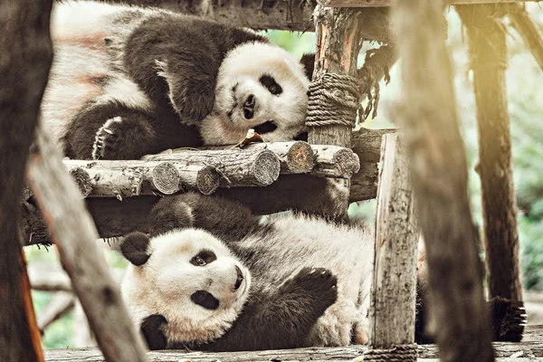 Pair of Giant Panda. — Stock Photo, Image