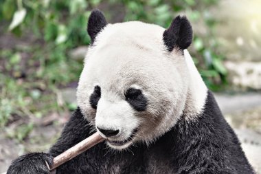 Dev Panda bambu yiyor.