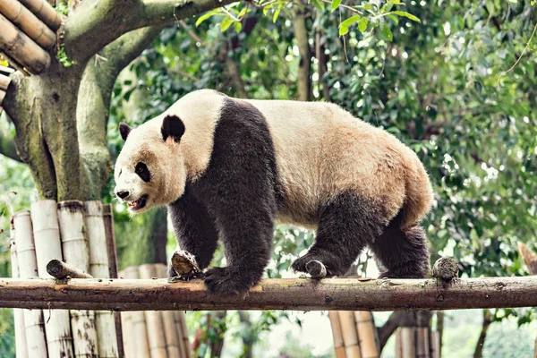 Гигантская панда на бамбуке . — стоковое фото