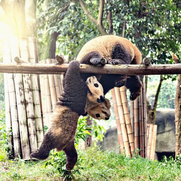 Riesenpanda-Paar. — Stockfoto