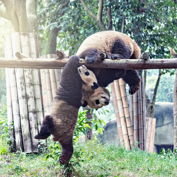 Пара гигантских панд . — стоковое фото
