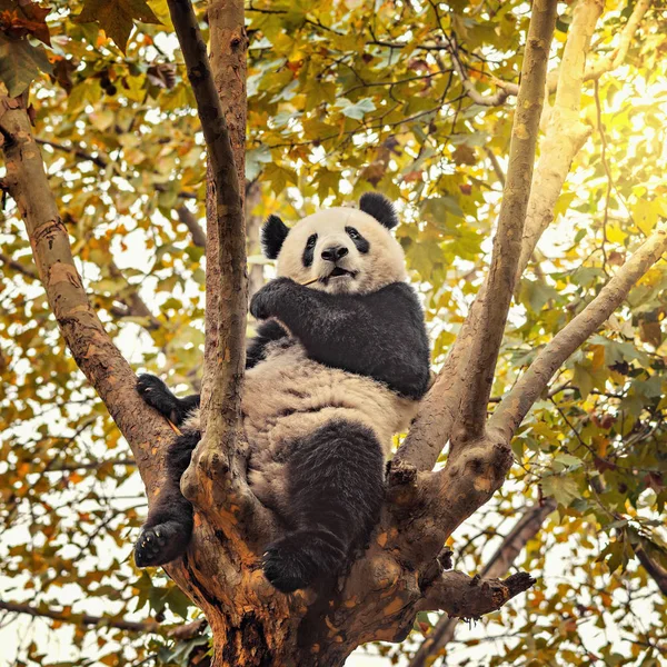Panda Velká sedí na stromě brunch a jí bambus. — Stock fotografie