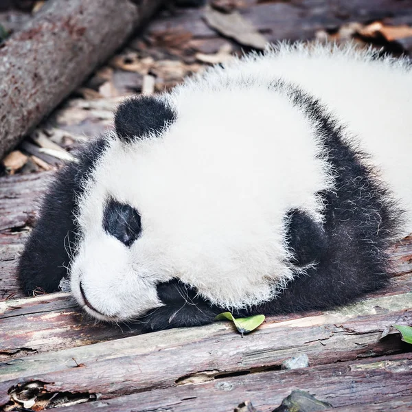 Bebê de Panda Gigante . — Fotografia de Stock