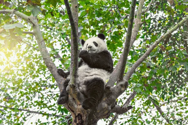 Le panda géant est assis sur le brunch des arbres et mange du bambou . — Photo