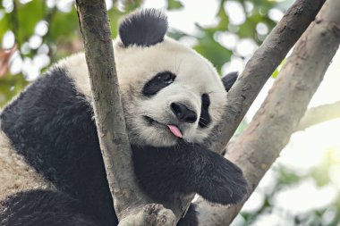 Dev Panda ağaç brunch uyur.