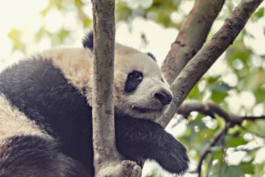 Dev Panda ağaç üzerinde uyuyor.