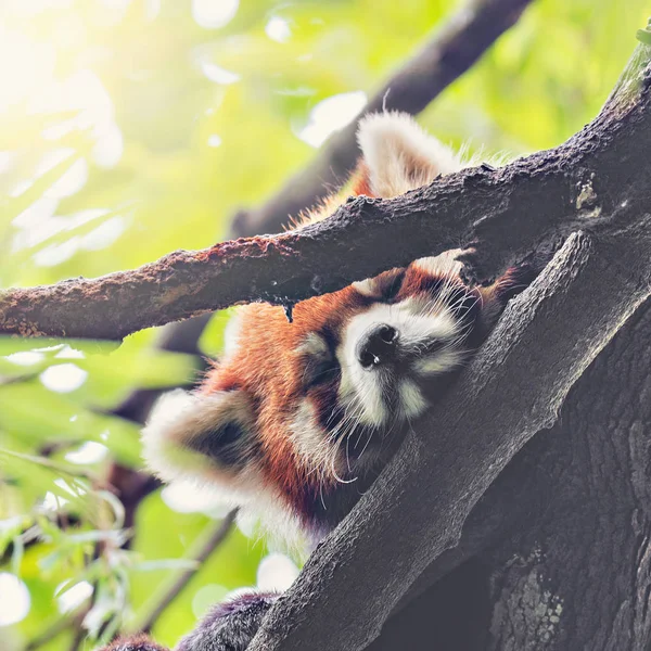 Red Panda dorme na árvore . — Fotografia de Stock