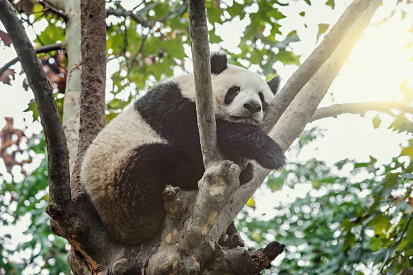 Panda Velká spí na stromě. — Stock fotografie