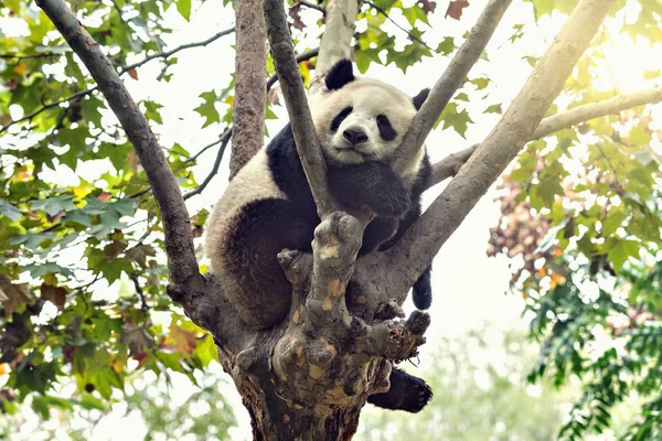 Panda géant dort sur l'arbre . — Photo