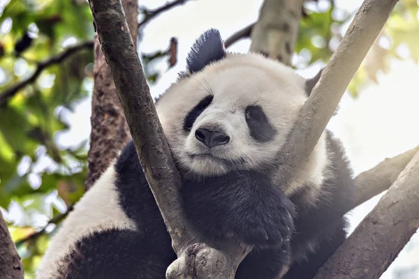 Panda γίγαντας κοιμάται στο δέντρο. — Φωτογραφία Αρχείου