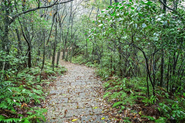 Zhangjiajie forest park. — Zdjęcie stockowe