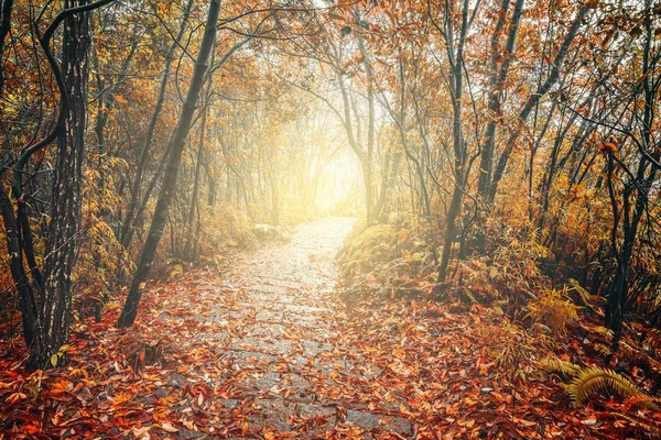 Natte stenen pad in Zhangjiajie Forest Park. — Stockfoto