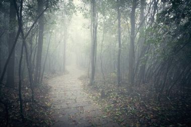 Zhangjiajie orman park.