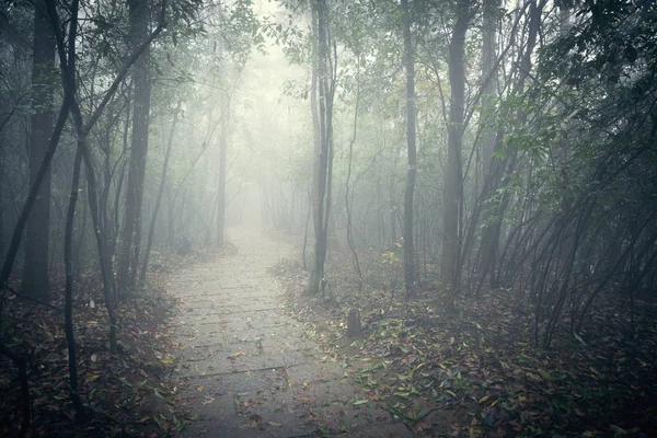Parco forestale zhangjiajie . — Foto Stock