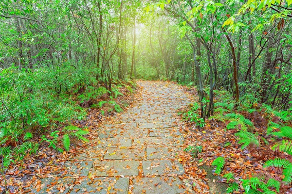 Caminho de pedra molhada em Zhangjiajie Forest Park . — Fotografia de Stock