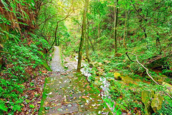 Starożytne schody w Zhangjiajie Forest Park. — Zdjęcie stockowe