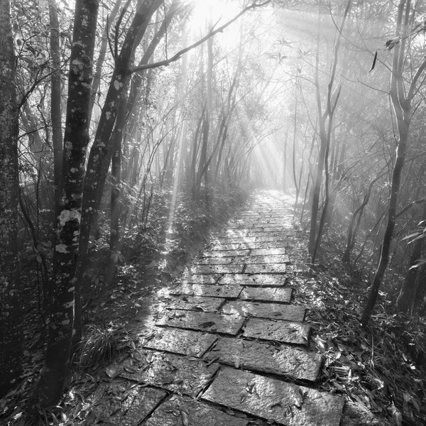 Monochrome image of the wet stone path in Zhangjiajie Forest Park. — Stock Photo, Image