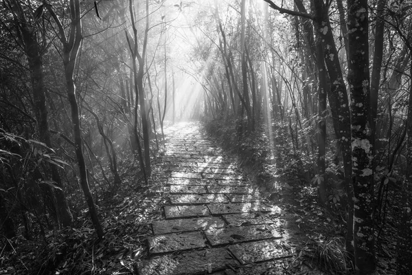 Sunbeams break through the trees branches. — Stock Photo, Image