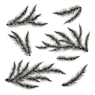 Çam ağacı dalları üzerinde beyaz izole.