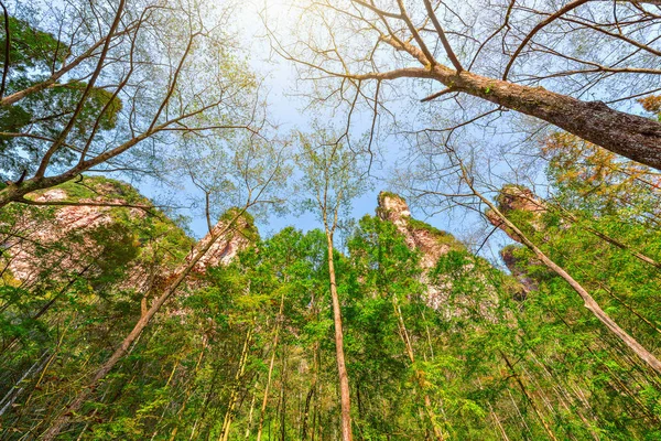 Korony drzew w parku leśnym w Zhangjiajie. — Zdjęcie stockowe