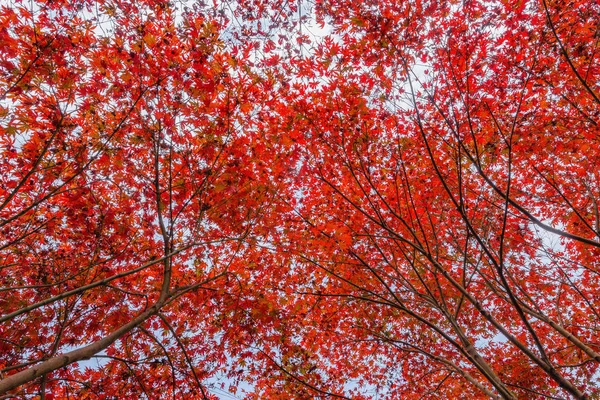 Färgglada tree crown i Zhangjiajie Forest Park. — Stockfoto