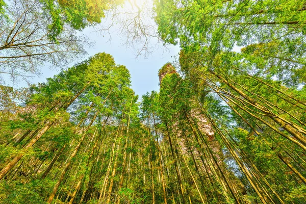 Boom kronen in Zhangjiajie Forest Park. — Stockfoto