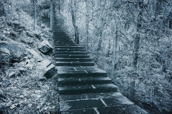 Antike Treppe im tropischen Bergwald. — Stockfoto