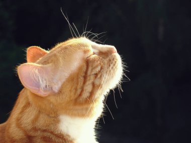 Bahar tatlar kedi kokuyor.