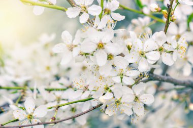 Beyaz çiçekli çiçek açması kiraz Şubesi.