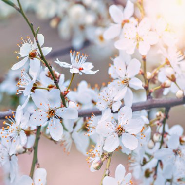 Beyaz çiçekli çiçek açması kiraz Şubesi.