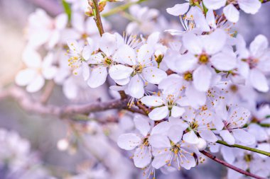 Beyaz çiçekli çiçek açması kiraz Şubesi.
