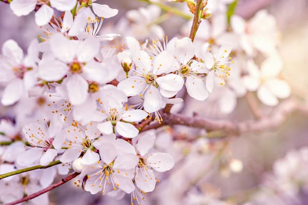 Kwitnąca wiśnia oddział z białych kwiatów. — Zdjęcie stockowe