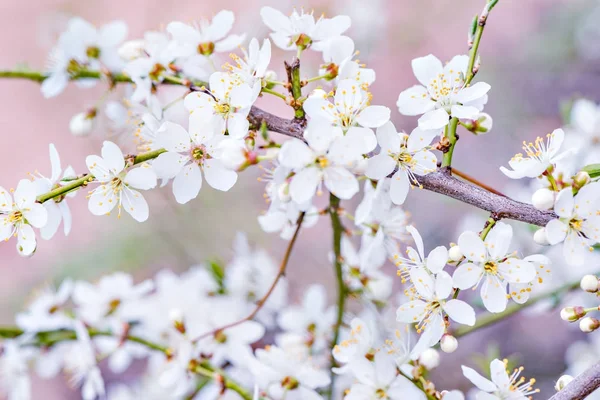 Branche de cerisier en fleurs avec des fleurs blanches . — Photo