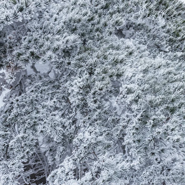 Kiefer unter dem Schnee. — Stockfoto