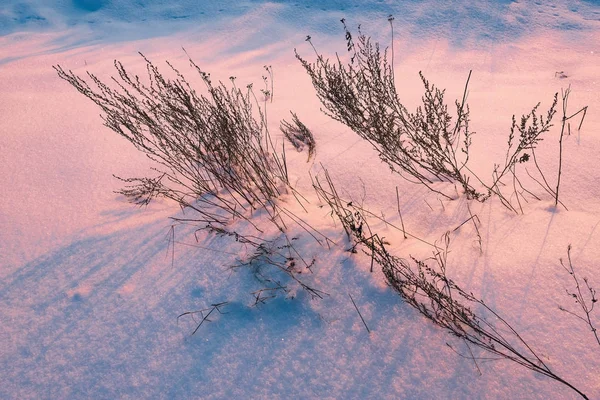 Rüzgârla oluşan kar yığını yüzey zemin üzerine kuru bitkiler. — Stok fotoğraf