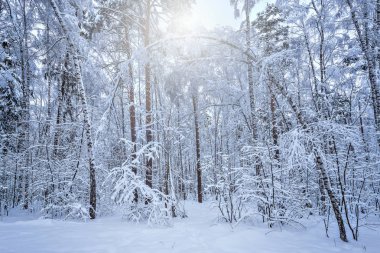 Soğuk kış, derin orman.