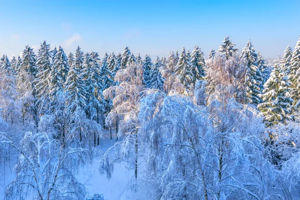 Vue aérienne de la forêt d'hiver. — Photo