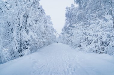 Şehir parkında yol.