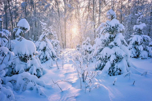 View of the winter forest. — Stock Photo, Image