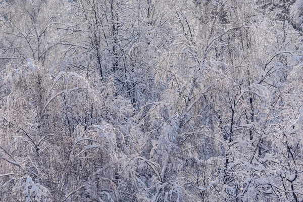 Заморожені краплі на деревах рослини . — стокове фото