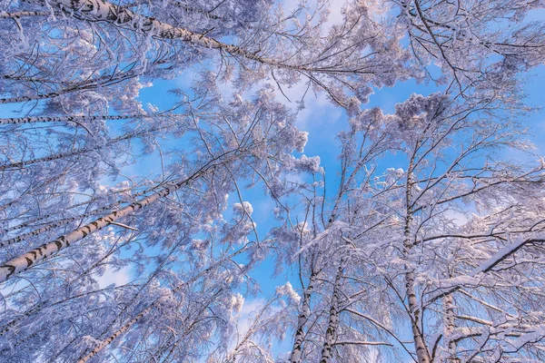 Vista de invierno de coronas de abedules . — Foto de Stock