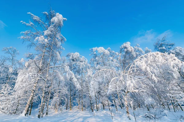 Vista del bosque de invierno . — Foto de Stock