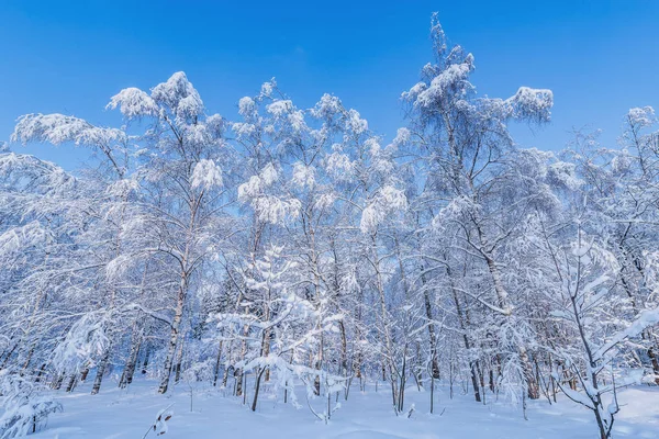 冬の森のビュー — ストック写真