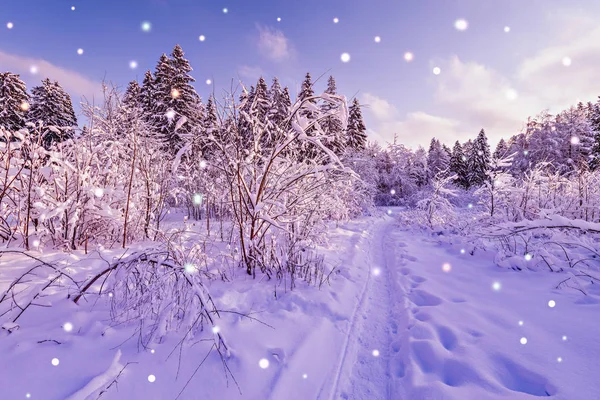 Blick auf den Winterwald. — Stockfoto