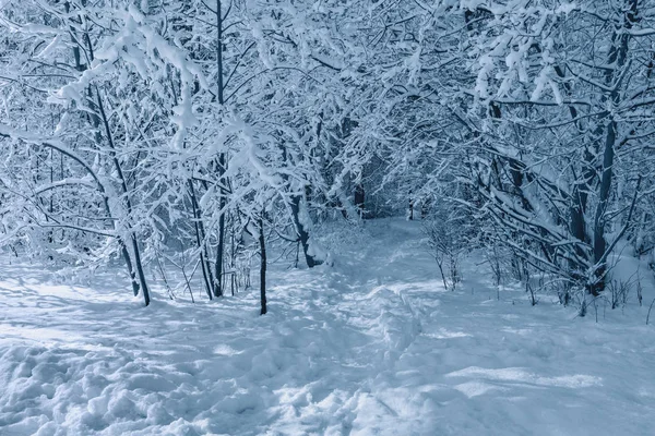 Вид на зимнюю лесную тропу . — стоковое фото