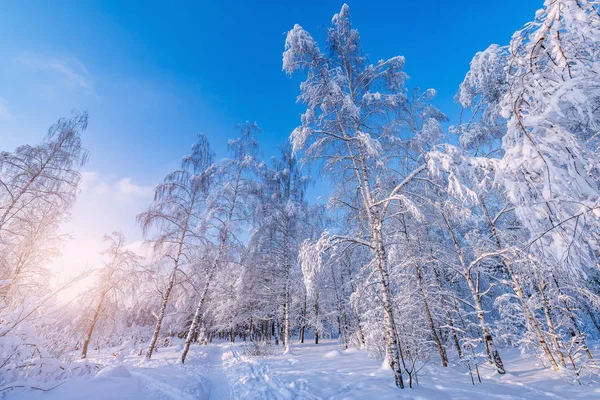 冬の森のビュー. — ストック写真